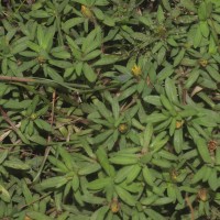 Pectis prostrata Cav.