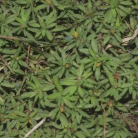 Pectis prostrata Cav.