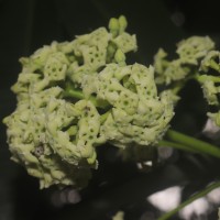 Alstonia scholaris (L.) R.Br.