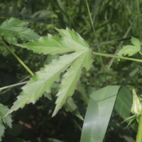 Hibiscus radiatus Cav.