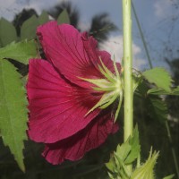 Hibiscus radiatus Cav.