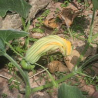 Cucurbita maxima Duchesne