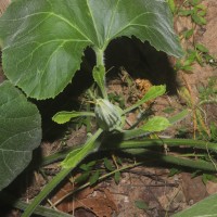 Cucurbita maxima Duchesne