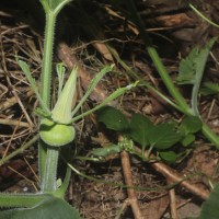 Cucurbita maxima Duchesne