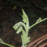 Cucurbita maxima Duchesne