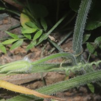 Cucurbita maxima Duchesne