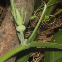 Cucurbita maxima Duchesne