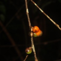 Aporosa lanceolata (Tul.) Thwaites
