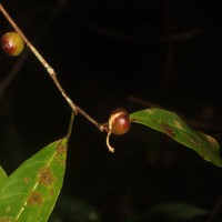 Aporosa lanceolata (Tul.) Thwaites