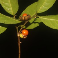 Aporosa lanceolata (Tul.) Thwaites