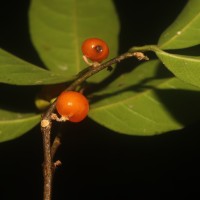 Aporosa lanceolata (Tul.) Thwaites
