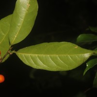 Aporosa lanceolata (Tul.) Thwaites