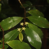 Erythroxylum moonii Hochr.