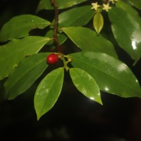 Erythroxylum moonii Hochr.