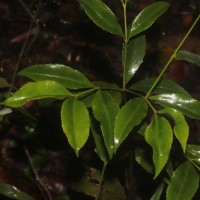 Euonymus walkeri Wight