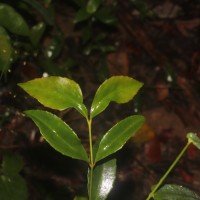 Euonymus walkeri Wight