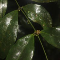 Euonymus walkeri Wight