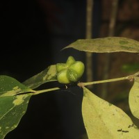 Euonymus walkeri Wight