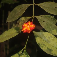 Euonymus walkeri Wight