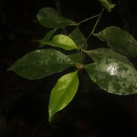 Euonymus walkeri Wight