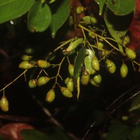 Rourea minor (Gaertn.) Alston