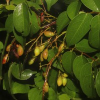 Rourea minor (Gaertn.) Alston