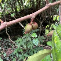 Alangium hexapetalum Lam.