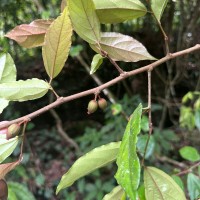 Alangium hexapetalum Lam.