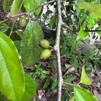 Alangium hexapetalum Lam.