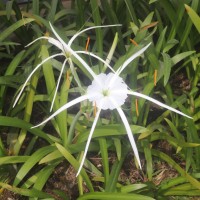 Hymenocallis littoralis (Jacq.) Salisb.