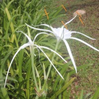 Hymenocallis littoralis (Jacq.) Salisb.
