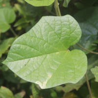 Hewittia malabarica (L.) Suresh