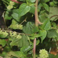 Laportea interrupta (L.) Chew