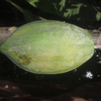 Carica papaya L.