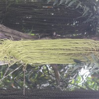 Caryota urens L.