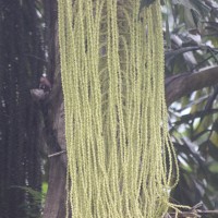 Caryota urens L.