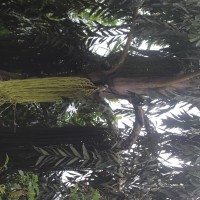 Caryota urens L.