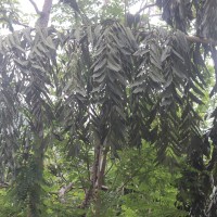 Caryota urens L.