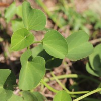 Ipomoea asarifolia (Desr.) Roem. & Schult.