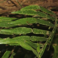 Pothos scandens L.