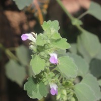 Anisomeles indica (L.) Kuntze