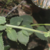 Anisomeles indica (L.) Kuntze