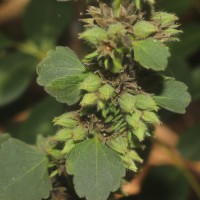 Anisomeles indica (L.) Kuntze