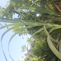 Saccharum officinarum L.