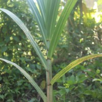 Saccharum officinarum L.