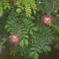 Samanea saman (Jacq.) Merr.