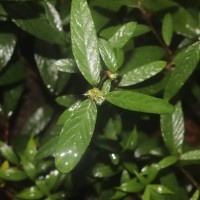 Rolandra fruticosa (L.) Kuntze