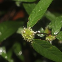 Rolandra fruticosa (L.) Kuntze
