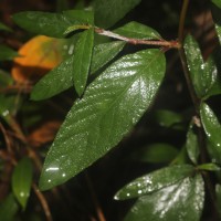 Rolandra fruticosa (L.) Kuntze