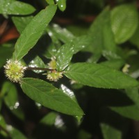 Rolandra fruticosa (L.) Kuntze